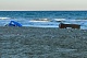 Собачьи пляжи на Кипре признаны недоступными, утверждает партия защиты животных