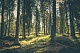 Красная тревога из-за лесных пожаров в субботу