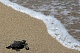Морские черепахи откладывают яйца, общественность призывают к бережному отношению